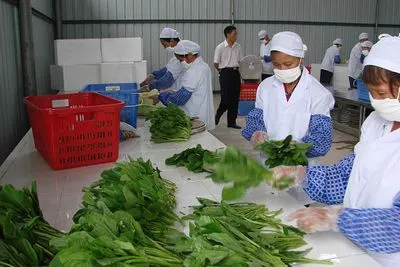 學校食堂承包商教您如何辨認蔬菜是否有激素？